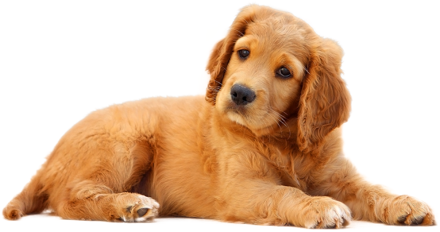 pngfind.com-dogs-png-4483 (1)